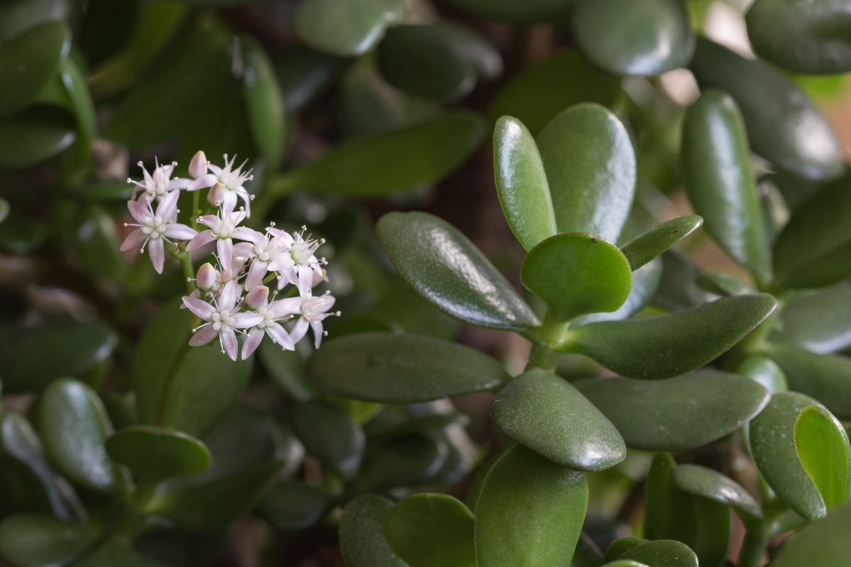 floração de planta jade grande