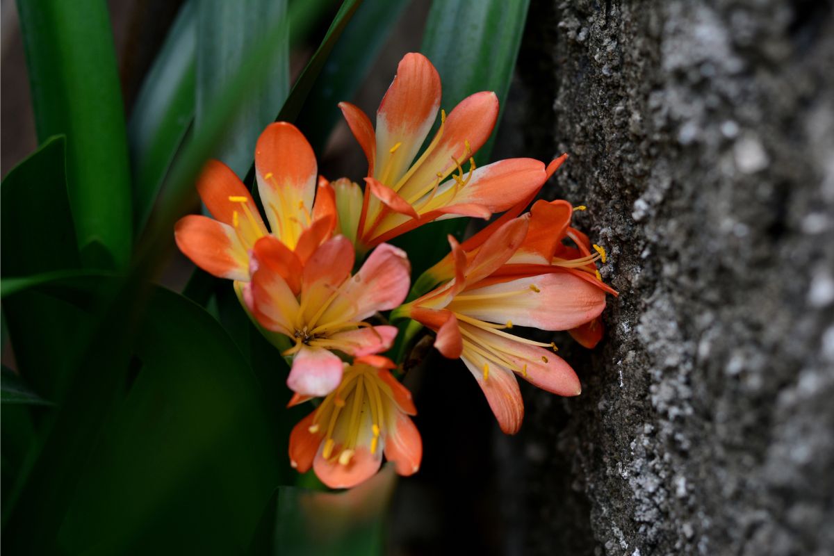 plantas para jardim de inverno (2)