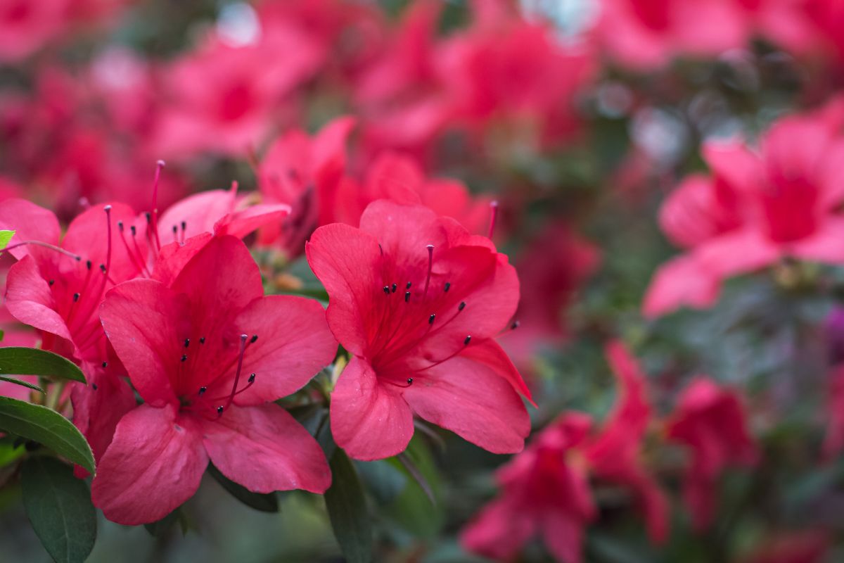 plantas para jardim de inverno (6)