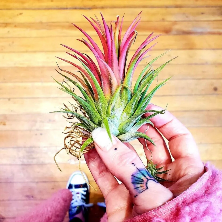 subespécie de Tillandsia ionantha