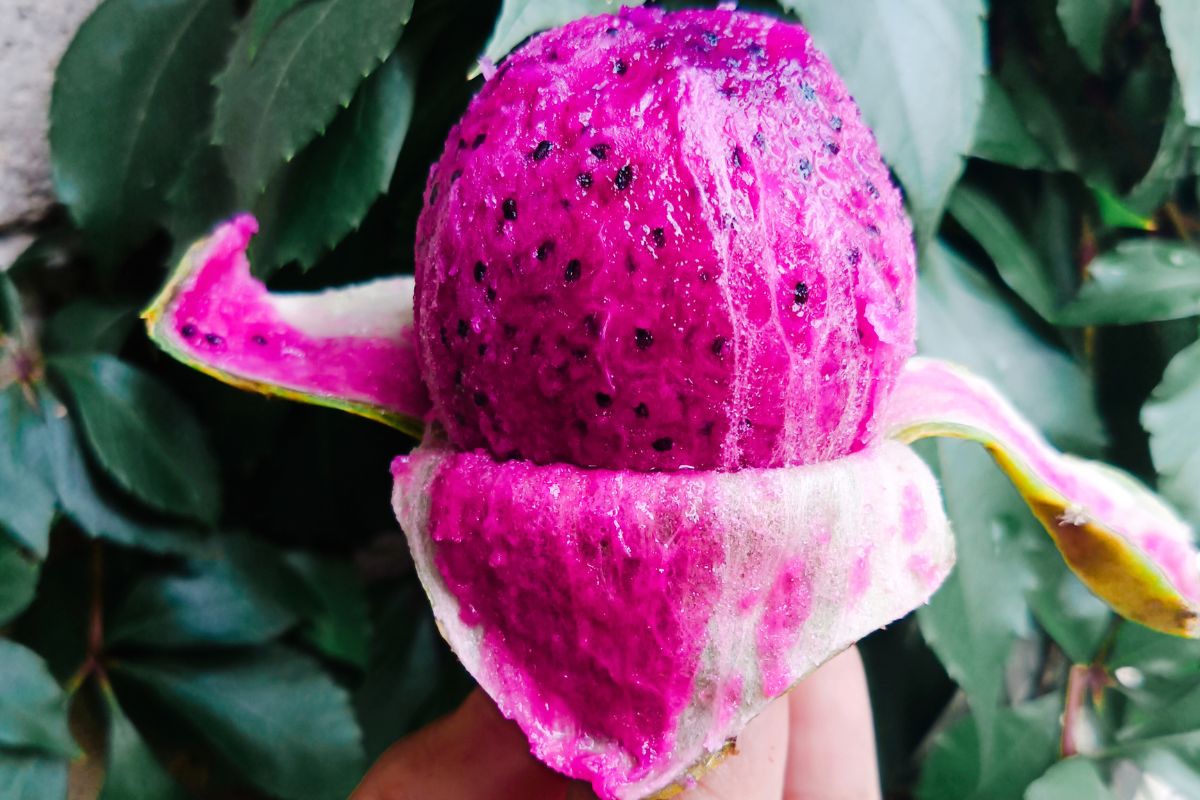 como comer pitaya (1)