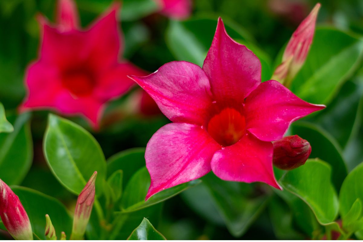 mandevilla cuidados