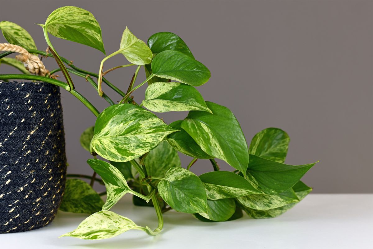 Plantas para lavabo jiboia