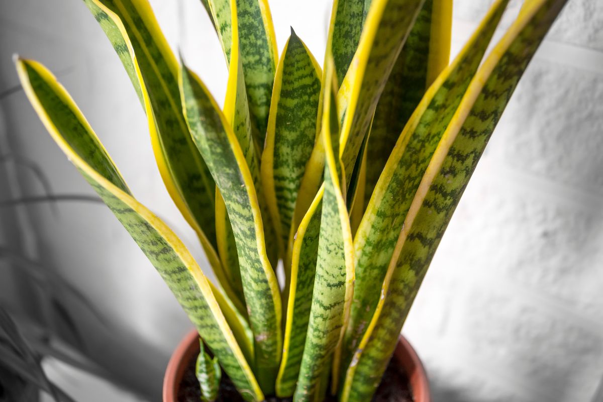 plantas para lavabo espada-de-são-jorge