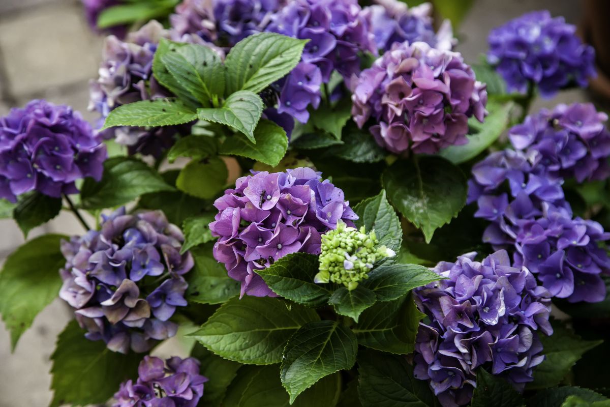 Plantas de sombra para vasos hortensia