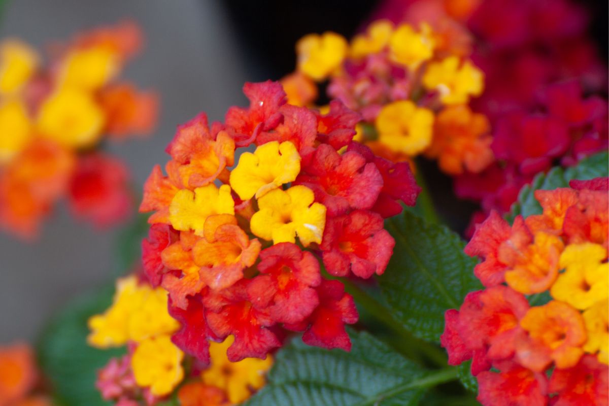 Plantas que atraem pássaros lantana