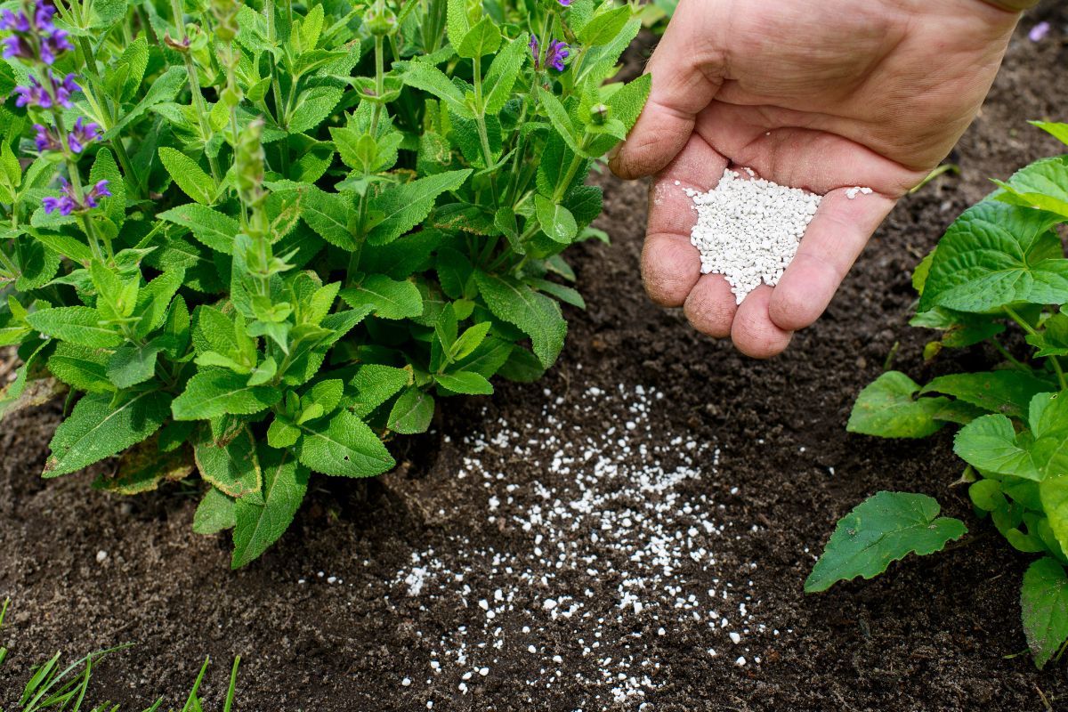 adubar planta para frente fria