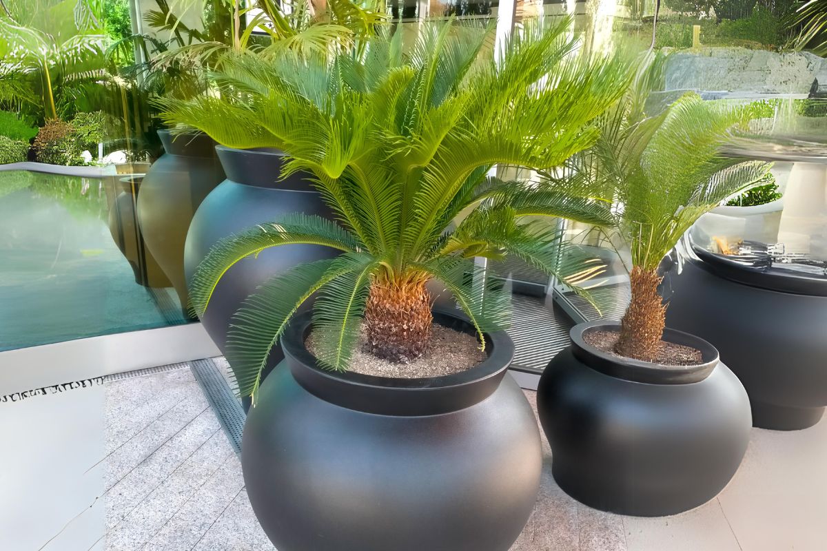 plantas de sombra para vasos palmeira sagu