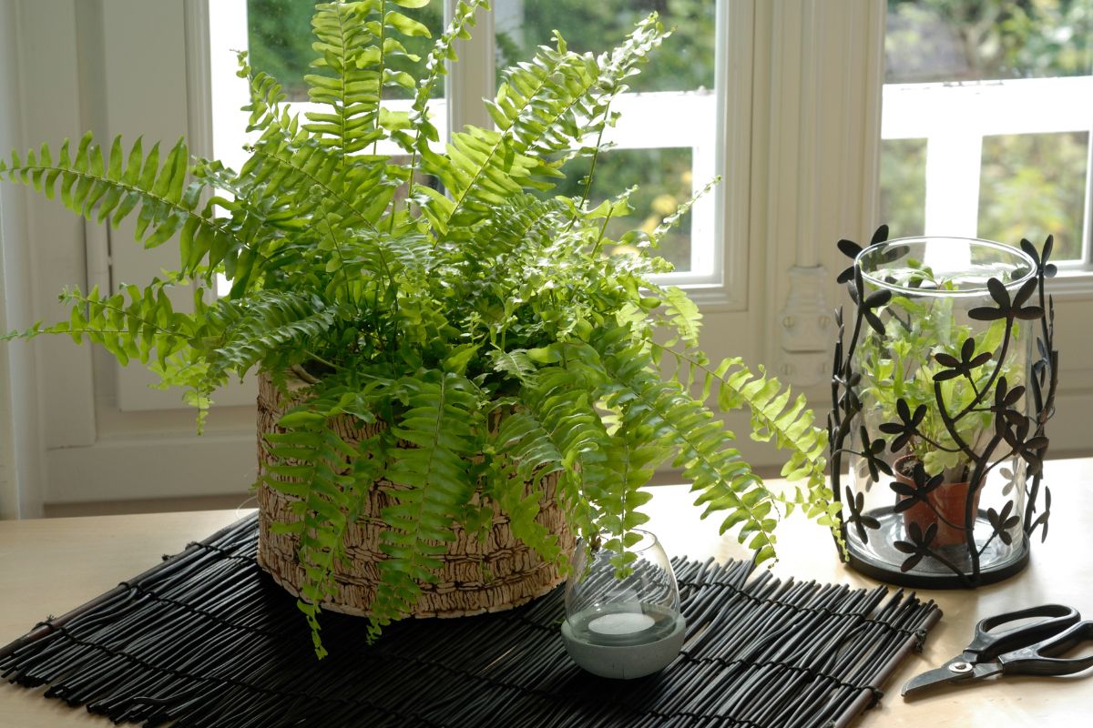 plantas de sombra para vasos samambaia