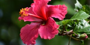 plantas que atraem pássaros Hibisco