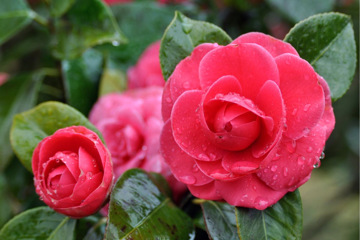 plantas que atraem pássaros camélias