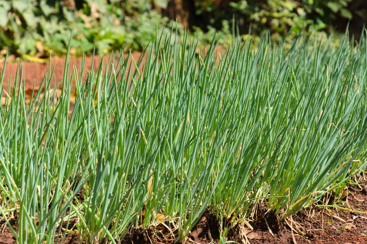 vegetais para jardim pequeno cebolinhas