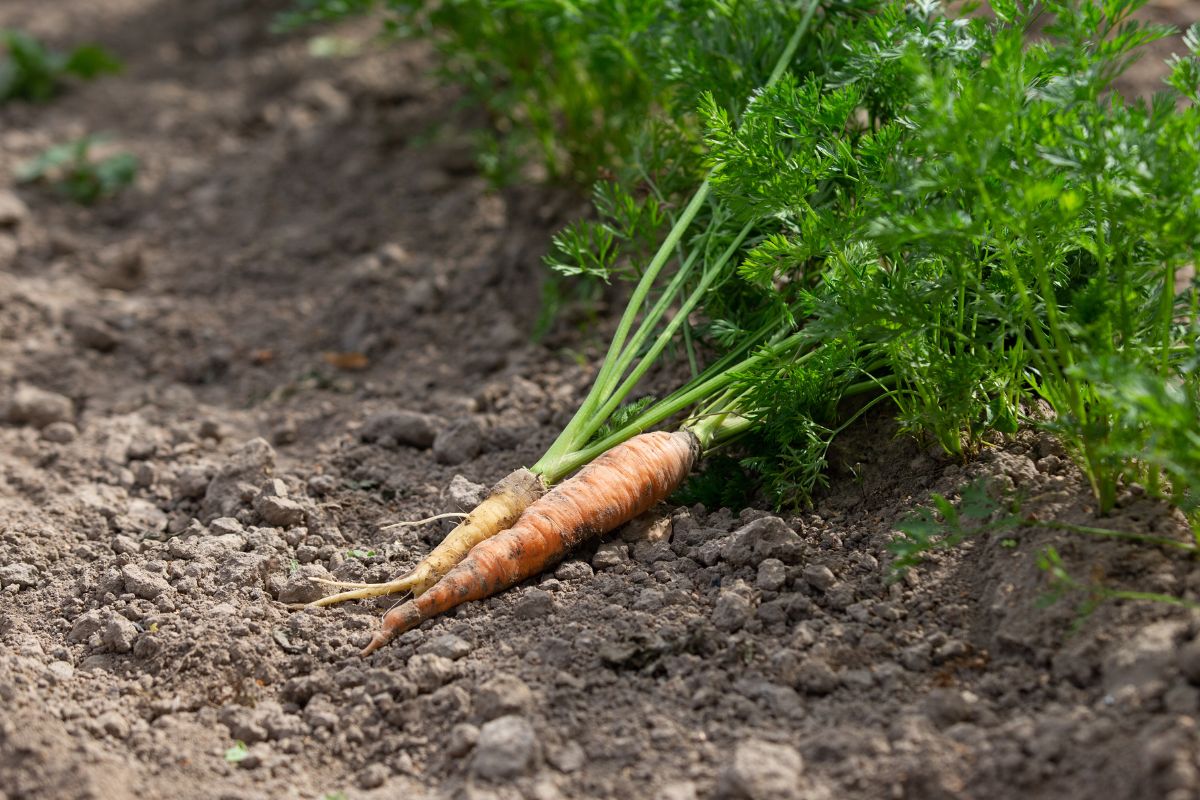 vegetais para jardim pequeno cenouras