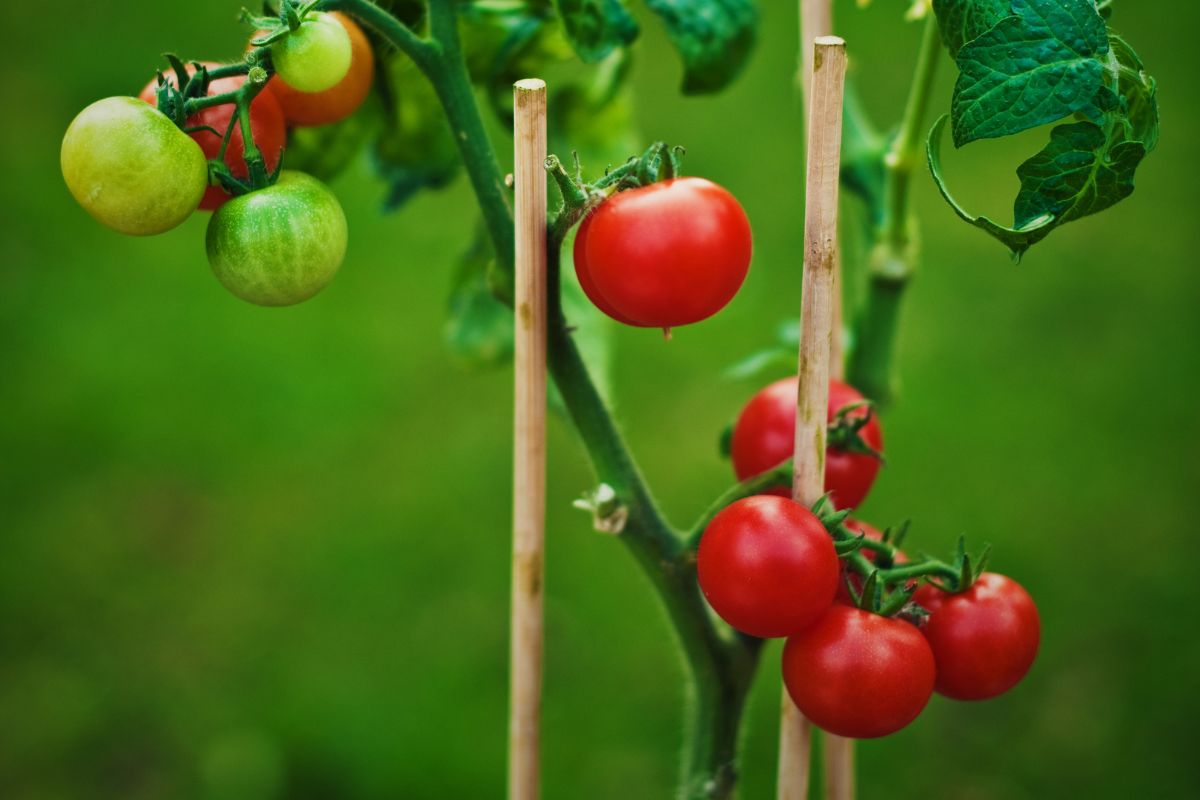 vegetais para jardim pequeno tomate