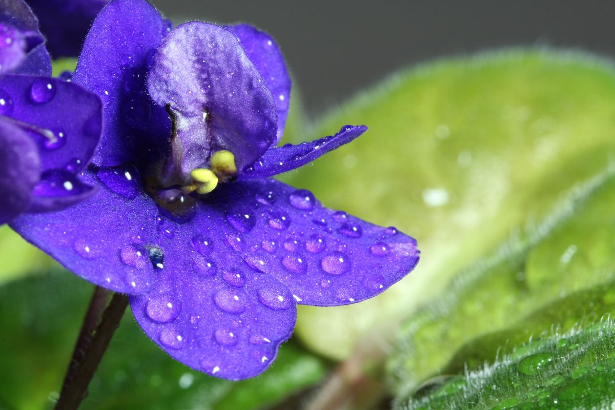 violeta africana rega