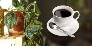 café como fertilizante para plantas