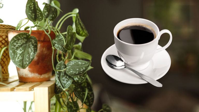 café como fertilizante para plantas