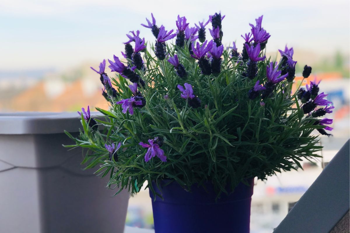 lavanda planta de varanda pequena