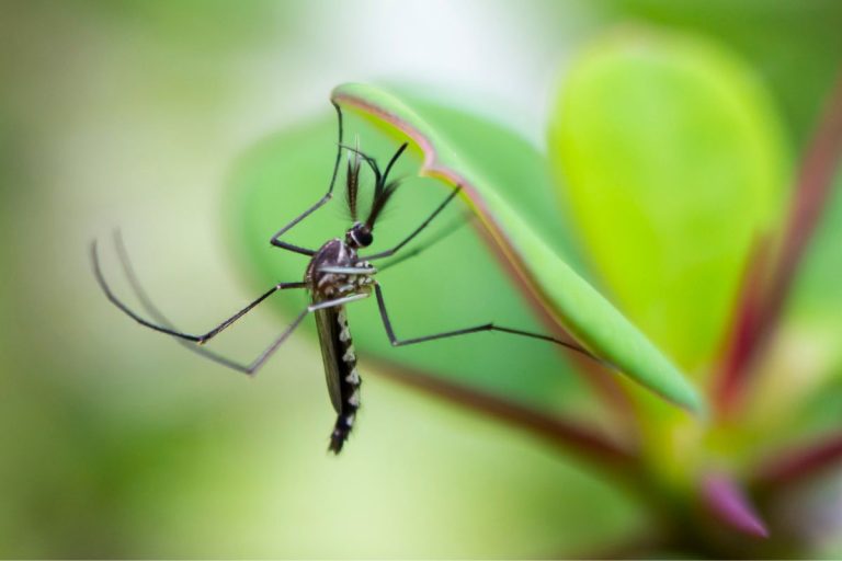 mosquitos no jardim