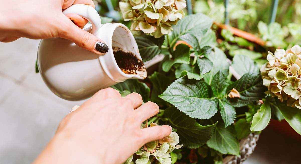 pessoa colocando café líquido como fertilizante em planta