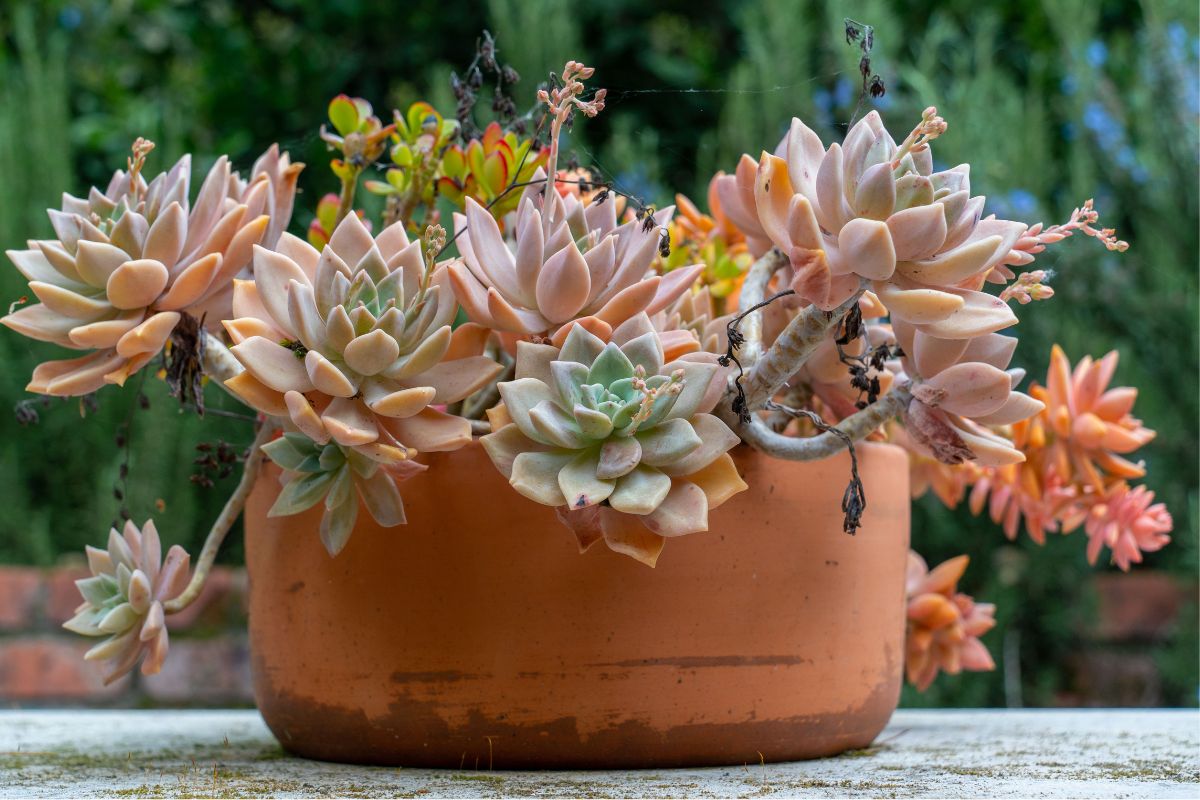 planta na varanda pequena suculenta