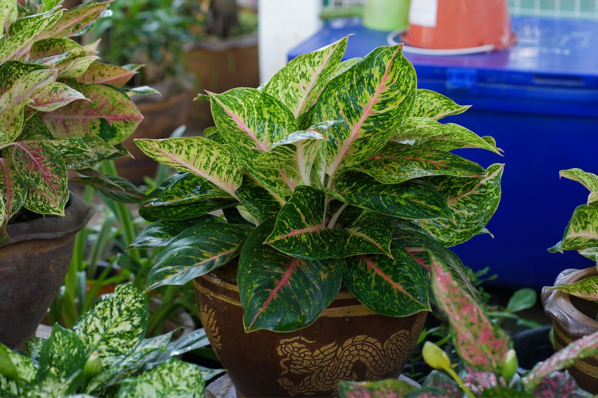 plantas que sobrevivem aglaonema