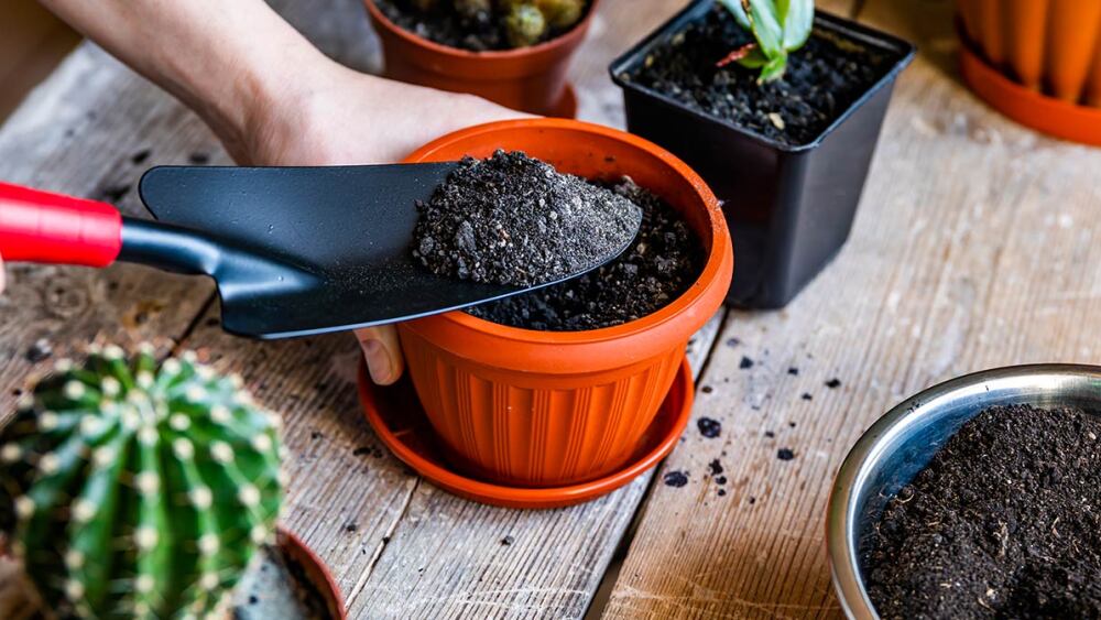 preparo de vaso para suculentas e cactos