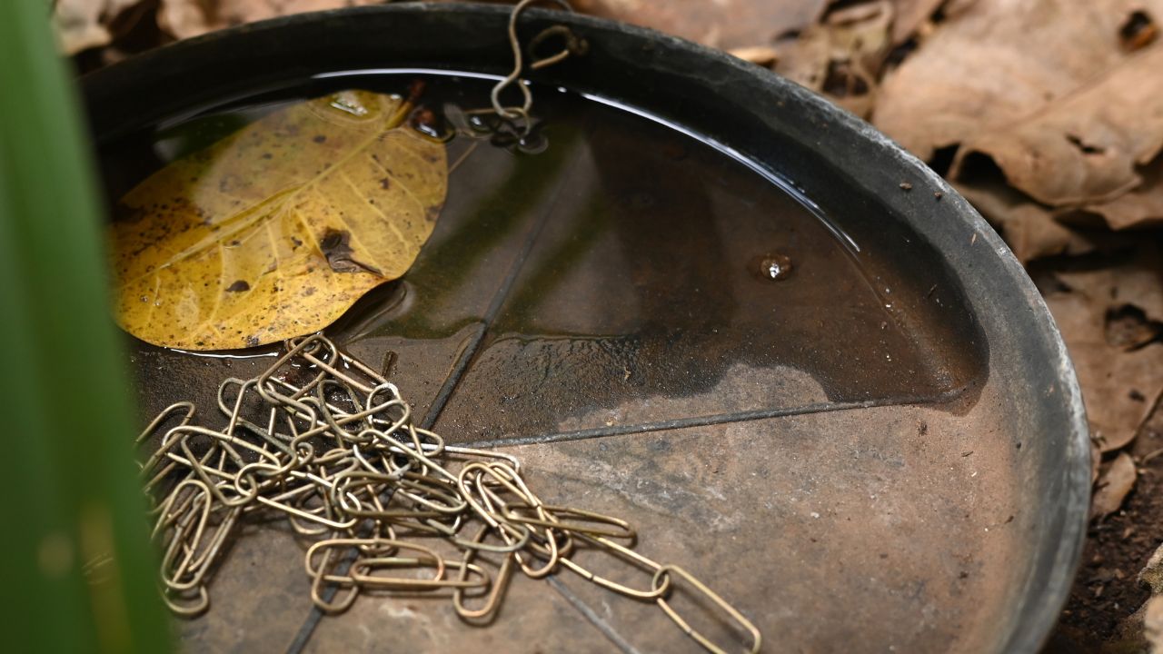 água parada em bacia no jardim